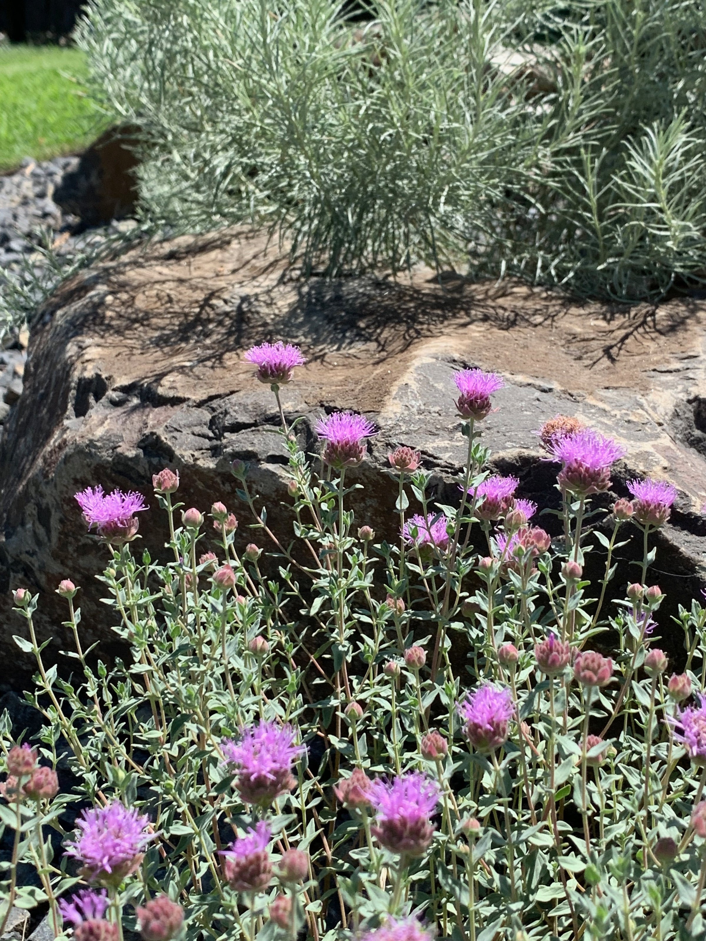 Coyote Mint Packet of 50 Seeds | Tapteal Native Plants, LLC
